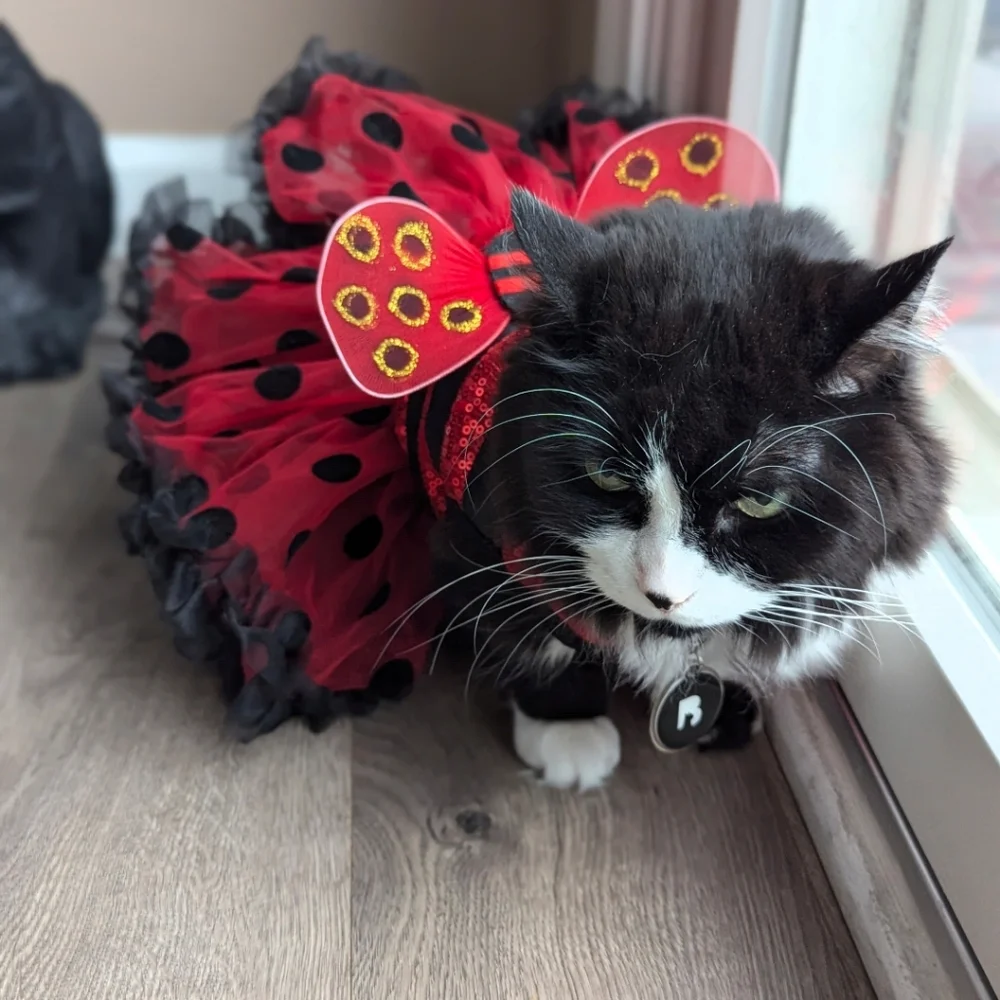 Cat Halloween Costume Ladybug- Red and Black Tutu Skirt With Wings